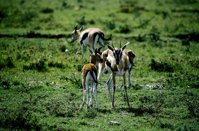 Image carousel
