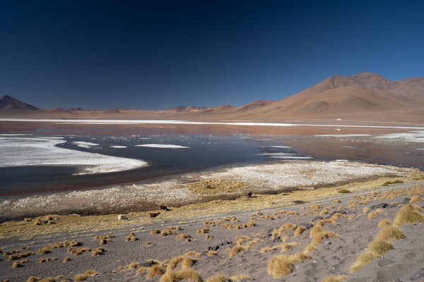 La laguna Colorada, en Bolivie (4278 m)